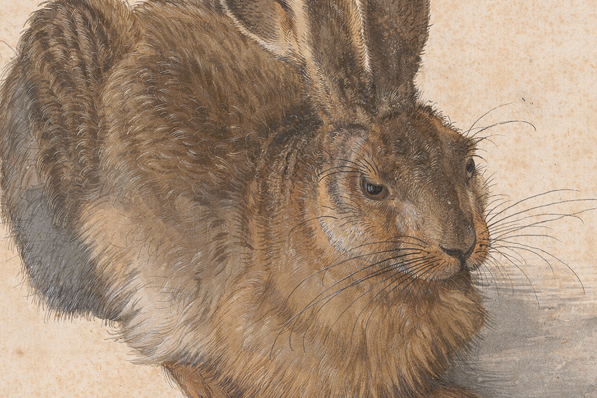 Naturalistic depiction of a sitting hare in profile, brown-grey fur, watercolor and gouache on paper.