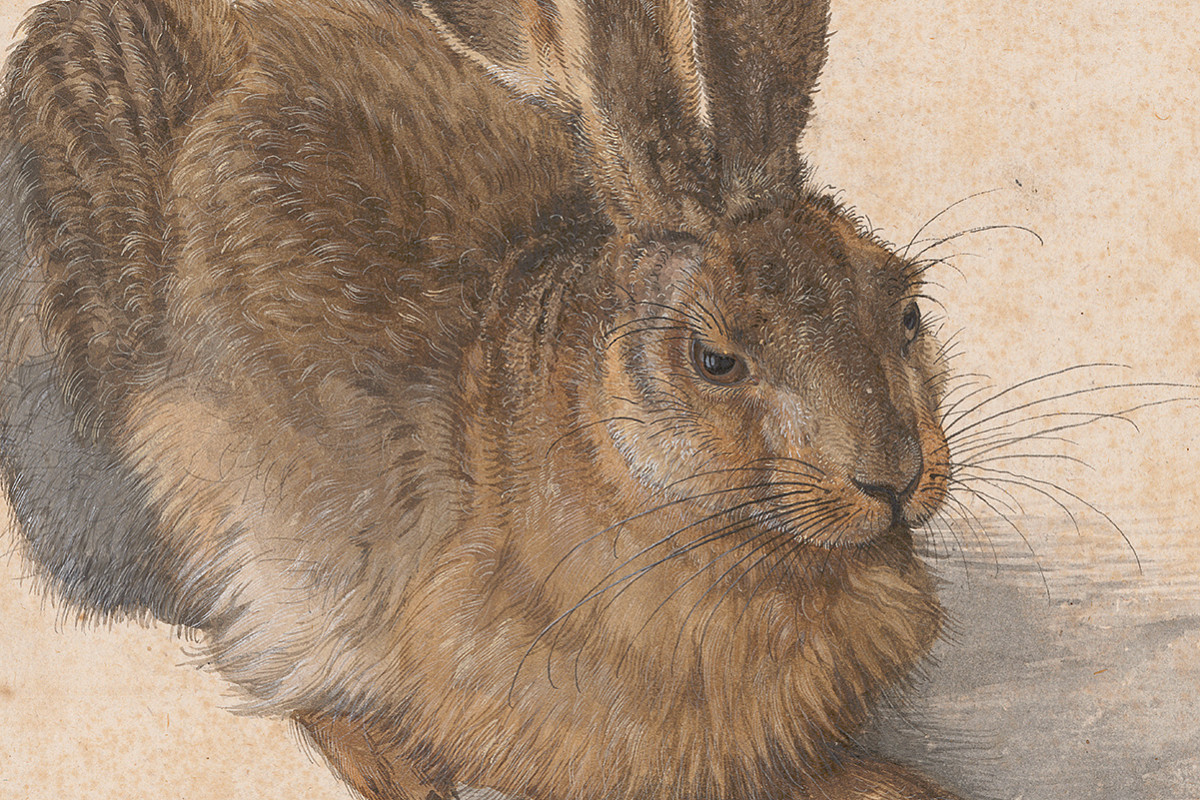 Albrecht Dürer | Feldhase, 1502 | © ALBERTINA, Wien