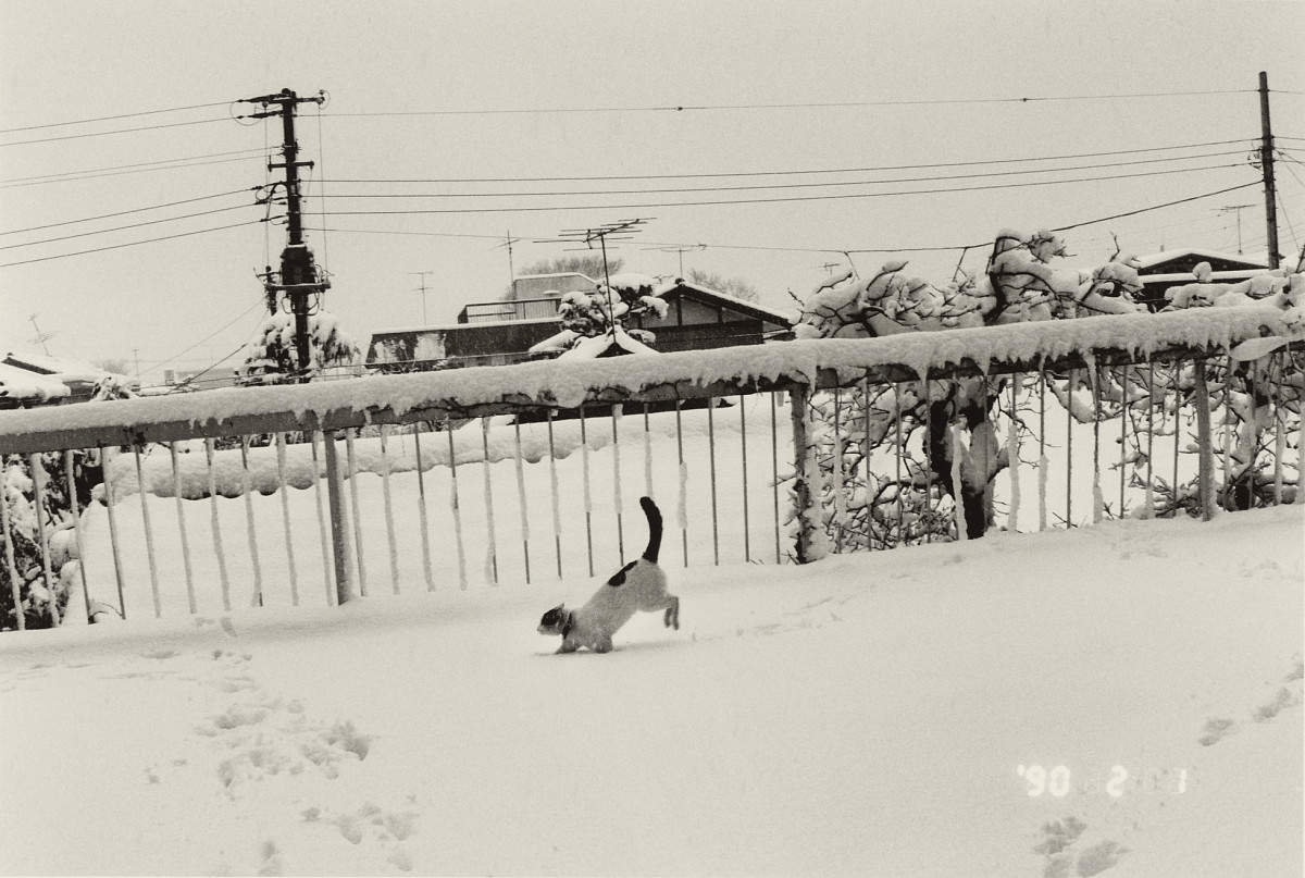 Nobuyoshi Araki: Sentimental Journey : Winter Journey, 1.2.1990