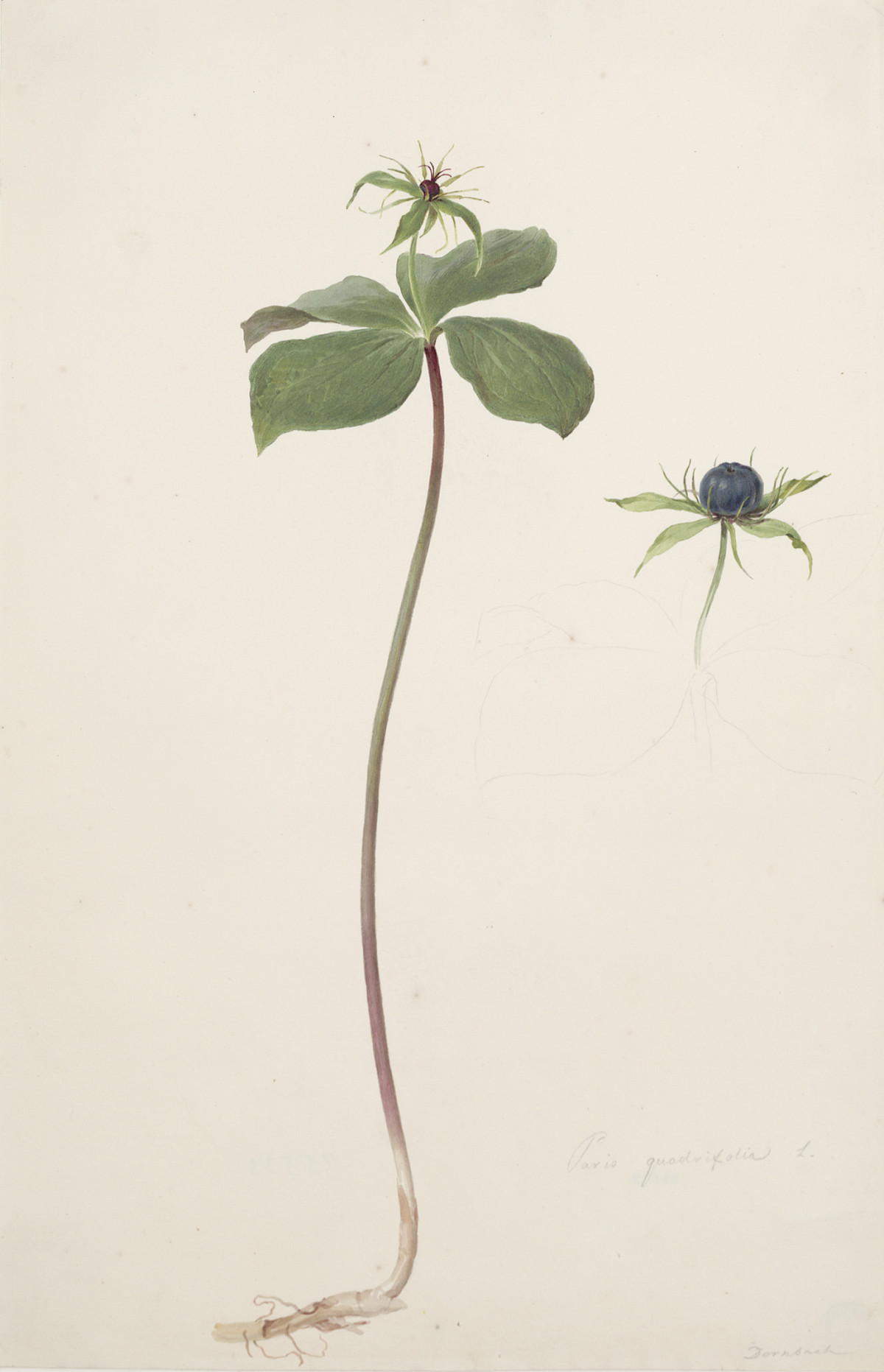 Moritz Michael Daffinger: Herb-Paris, after 1840