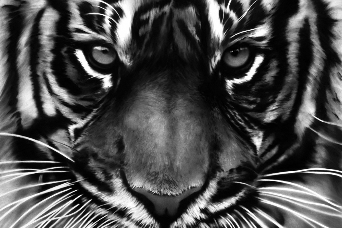 Robert Longo | Untitled (White Tiger), 2011 | Private collection, Basel | © Robert Longo / Bildrecht, Vienna 2024 | Photo: Robert Longo Studio