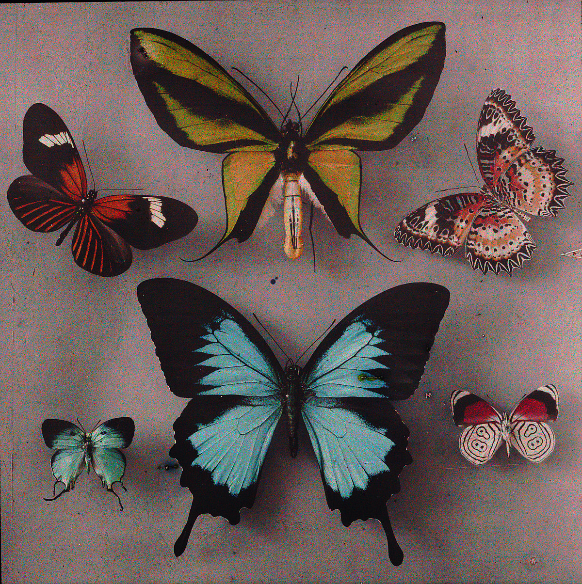 Arthur von Hübl: Exotic Butterflies, 1908-1914