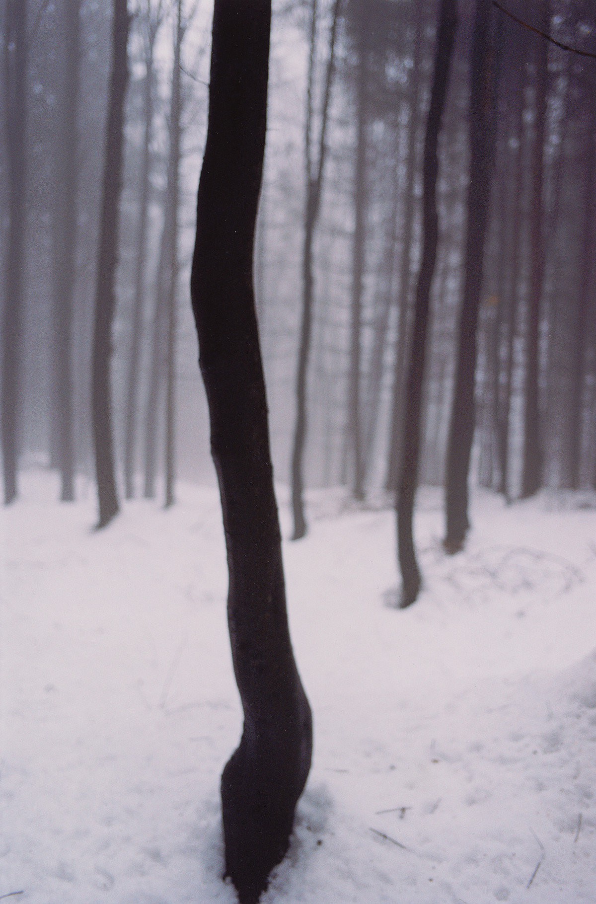 A forest in winter. There is a thick blanket of snow on the ground. Many trees with black trunks stand side by side.