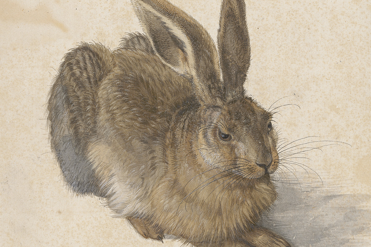 Naturalistic depiction of a sitting hare in profile, brown-grey fur, watercolor and gouache on paper.