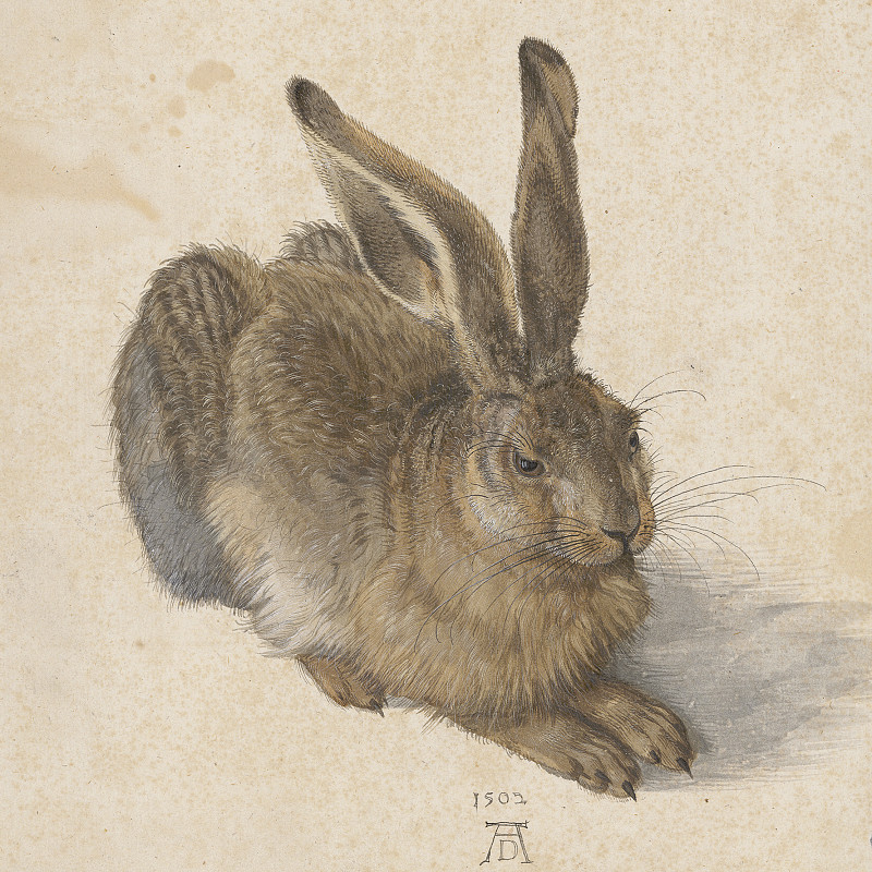 Naturgetreue Darstellung eines sitzenden Feldhasen im Profil, braun-graues Fell, Aquarell und Deckfarben auf Papier.