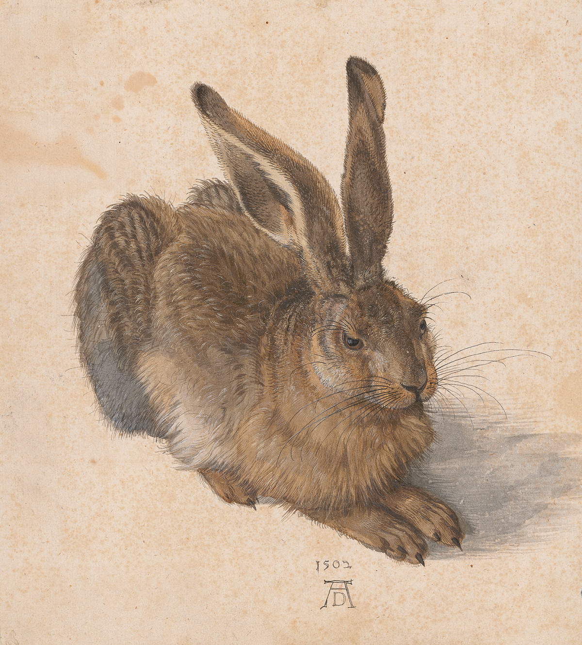 Naturalistic depiction of a sitting hare in profile, brown-grey fur, watercolor and gouache on paper.