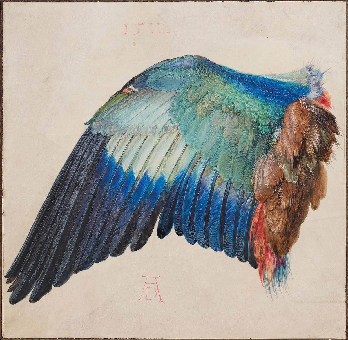 Albrecht Dürer: Der Flügel einer Blauracke, um 1500