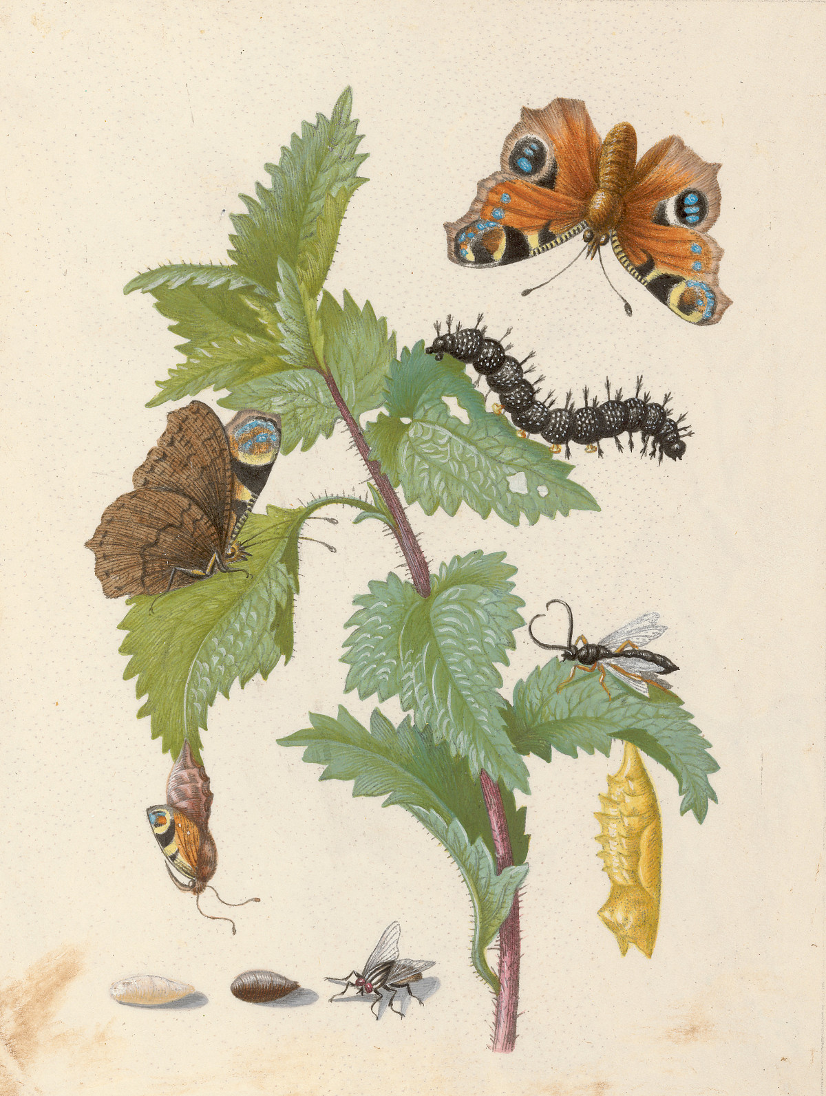 Maria Sibylla Merian: Das Tagpfauenauge, 1679–1683