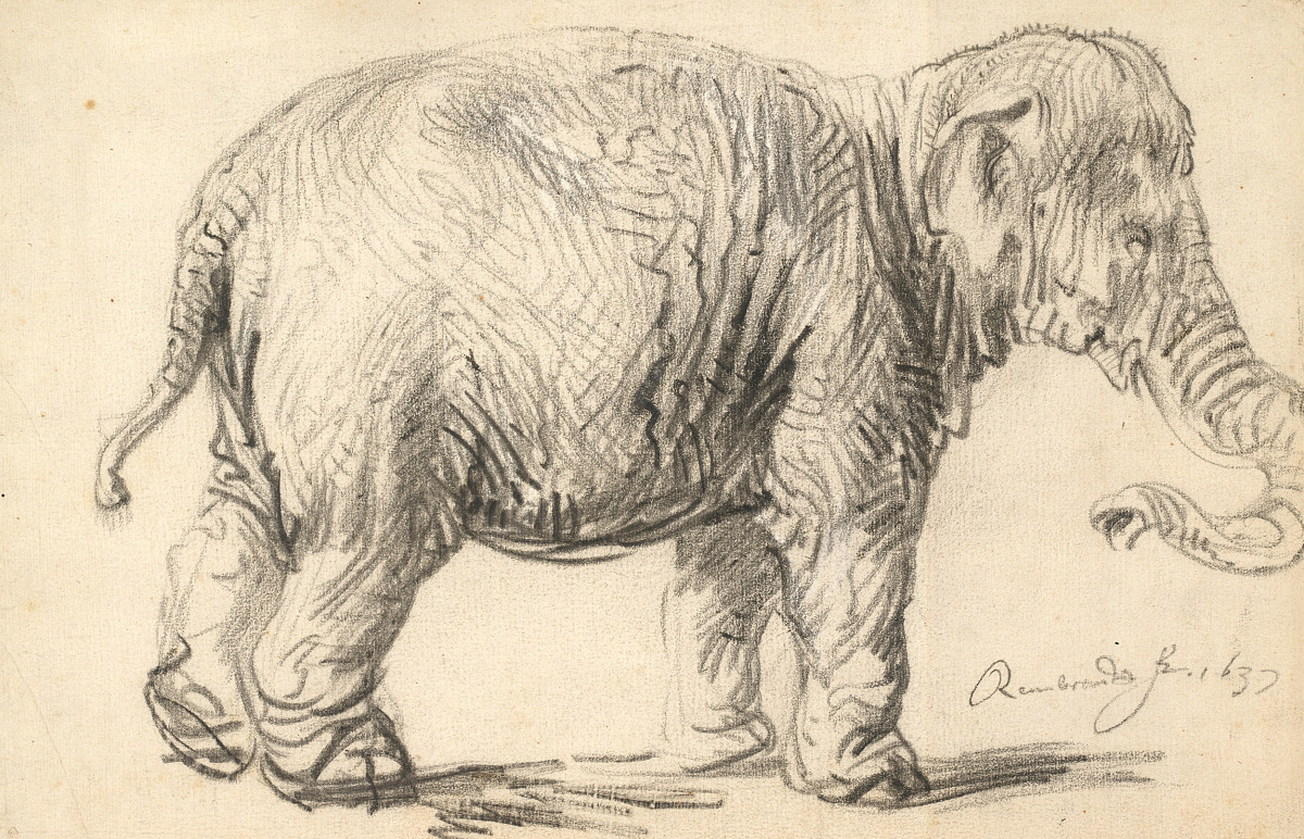 Rembrandt Harmensz. van Rijn: Ein Elefant, 1637