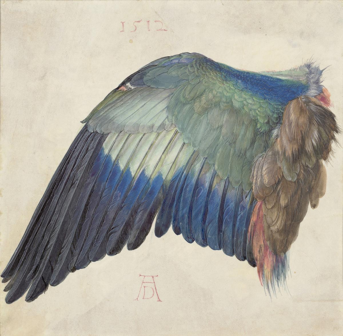 Albrecht Dürer | Blaurackenflügel | um 1500 | Albertina, Wien