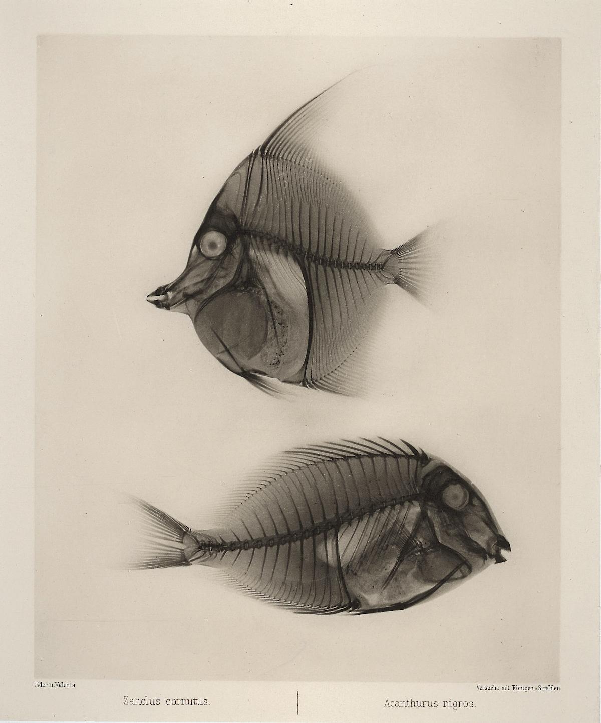 Josef Maria Eder and Eduard Valenta: Zanclus cornutus, Acanthurus nigros, 1896 