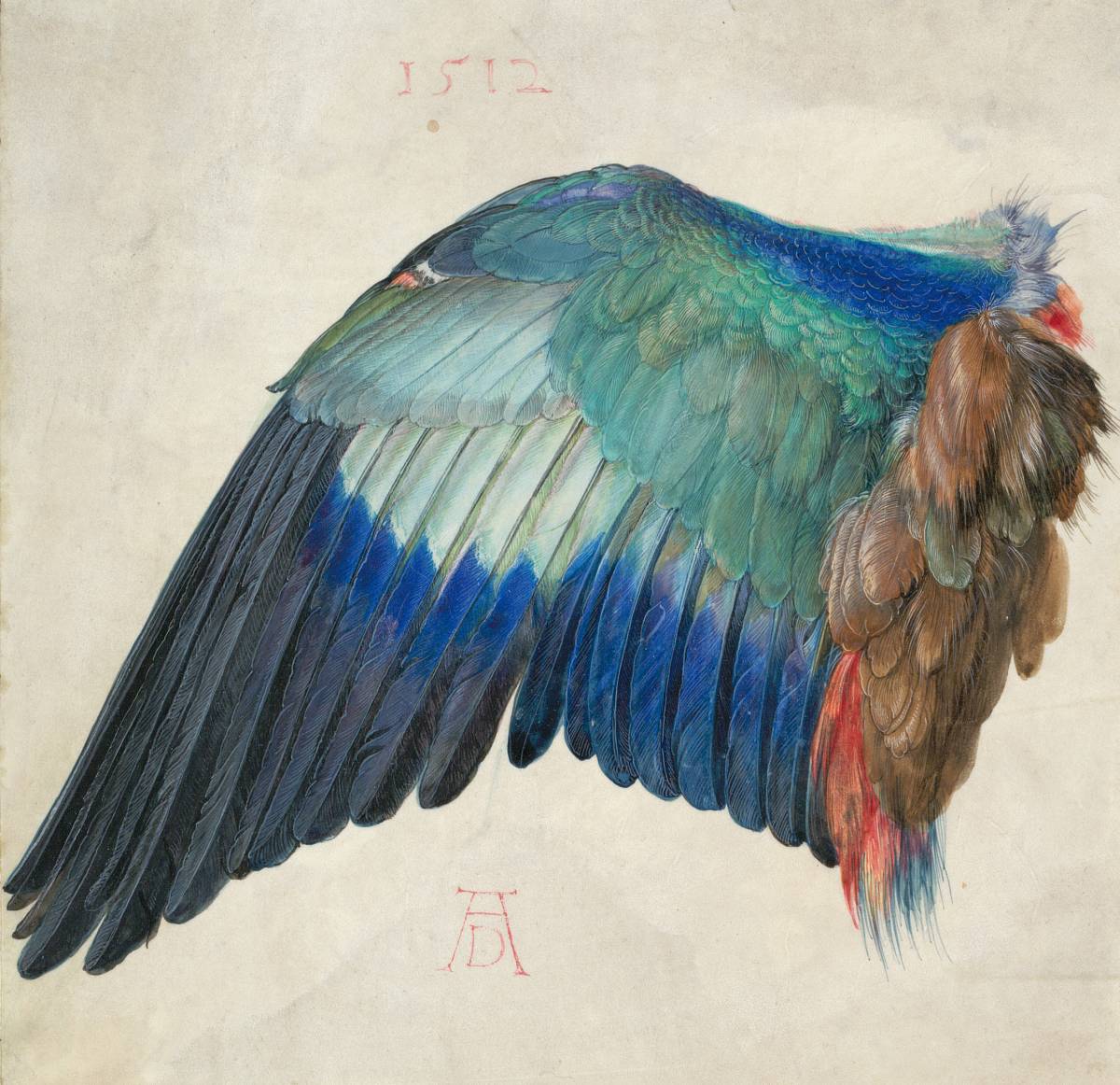 Albrecht Dürer: Left Wing of a Blue Roller, c. 1500