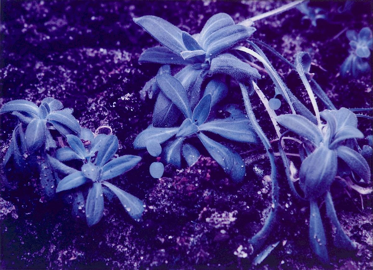 CHRISTIAN MAYER | Silene (outgrowths), 2012 | Dye Transfer (Cyan/Magenta), 78x63 cm (gerahmt) | Ed: 1/3 + 1 | Erworben aus den Mitteln der Galerieförderung des BMUKK |  Albertina, Wien