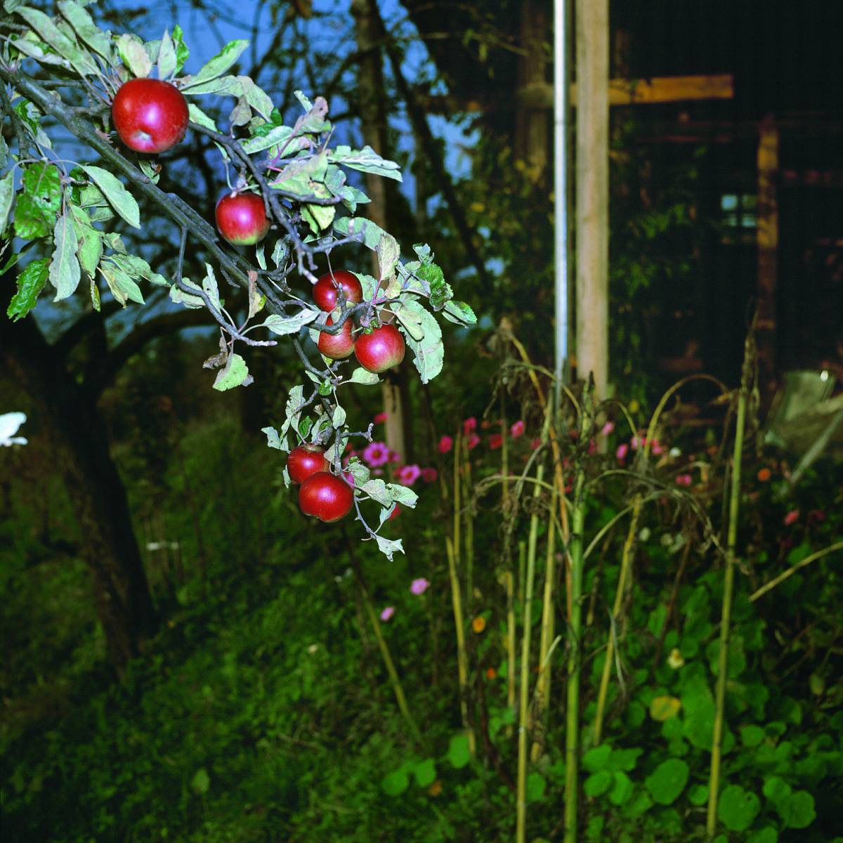 Manfred Willmann: Untitled, from the series Das Land, 1981-1993