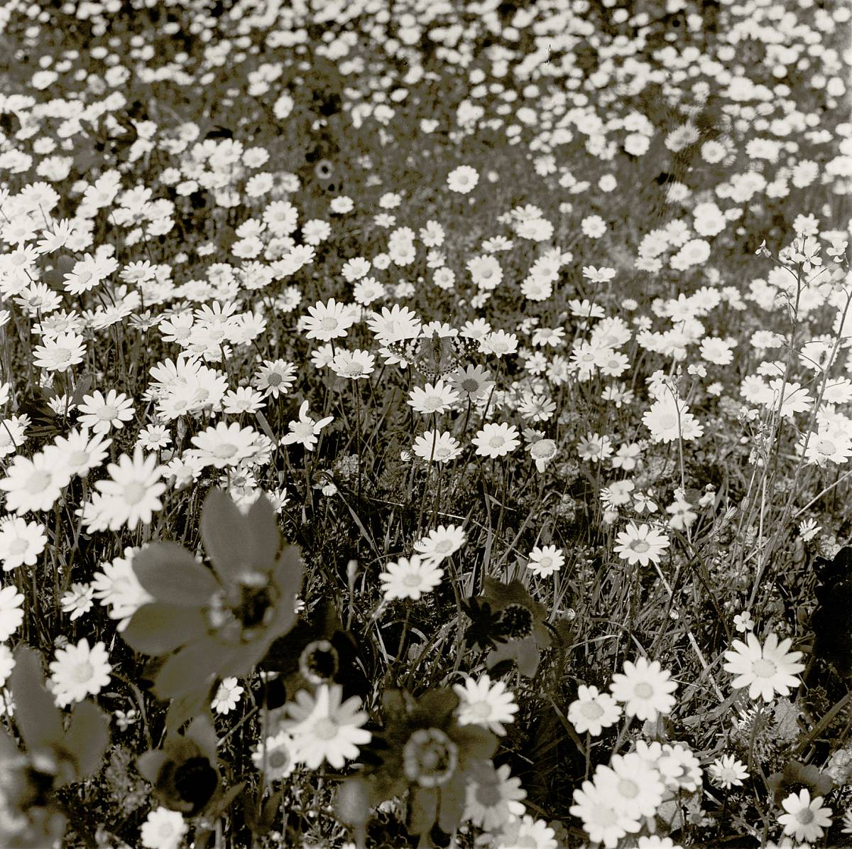 Manfred Willmann: I never dream!, Part 3 from the series Black and Gold, 1979-1981