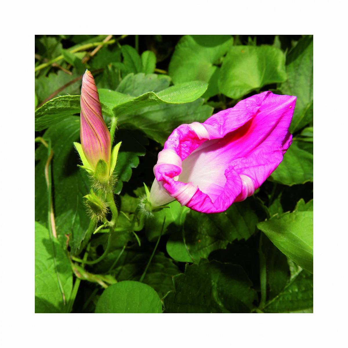 Manfred Willmann: Untitled, from the series „2018/2017“, 2017/2018